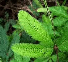 含羞草 羞羞草 植物 GIF