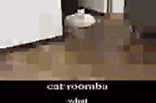 roomba cat