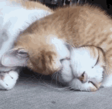 gato morder muerde cute cats