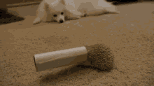 Why Can'T We Be Friends<3 GIF - Dog Hedgehog Stuck GIFs