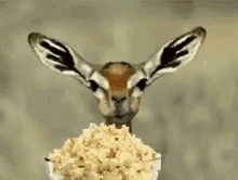 GIF