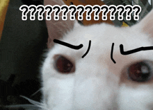 a close up of a white cat 's face with the words " ?? " written above it