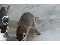 a raccoon is standing next to two cats on a concrete surface .