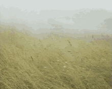 Fuir GIF - Field Fog Mist GIFs