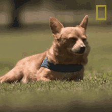 Look Around National Geographic GIF - Look Around National Geographic Dog Impossible GIFs