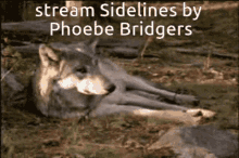Wolf Phoebe Bridgers GIF - Wolf Phoebe Bridgers Sidelines GIFs