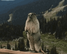 a ground squirrel standing on its hind legs with the word tandra on the bottom right
