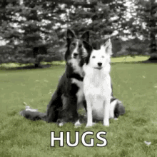 Hugs Dog GIFs | Tenor