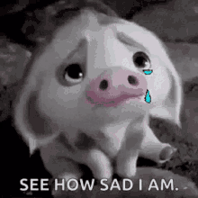 crying cry sad face baby pig