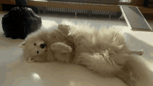 Wink Cuddle GIF - Wink Cuddle Samoyed GIFs