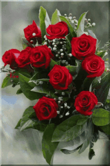 Red Roses GIFs | Tenor