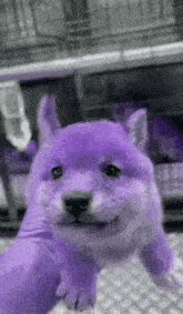 Green Dog Purple Dog GIF - Green Dog Purple Dog Shiba GIFs