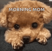 toy poodle dog cute puppy