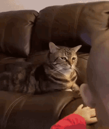 Cat Stare GIF - Cat Stare Annoyed GIFs
