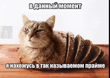 a cat laying on top of a loaf of bread with a caption that says " в данный момент "