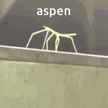 Aspen Stickbug GIF - Aspen Stickbug GIFs