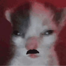 Hognar Cat GIF - Hognar Cat Stache GIFs