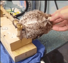 Owl Head Massage GIF - Owl Head Massage Fell Asleep GIFs