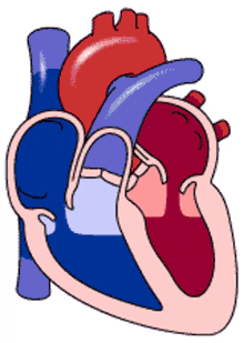 Heart Heart Pumping GIF - Heart Heart Pumping Blood GIFs
