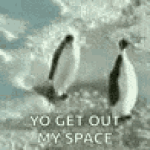 Penguins Penguin Gets Hit GIF