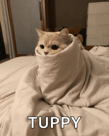 a cat wrapped in a white blanket with the word tuppy written on it