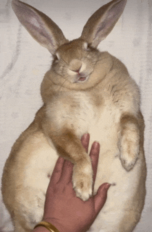 a person petting a brown and white rabbit on a white surface
