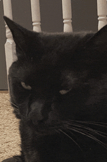 a close up of a black cat 's face looking at the camera