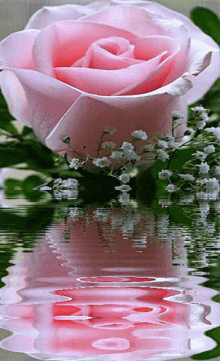 Pink Rose In Water Pink Flowers GIF - Pink Rose In Water Pink Flowers Pink Rose GIFs