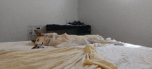 a dog is laying on a bed in a room with a cage in the background