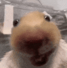 a close up of a hamster 's face with its mouth open and looking at the camera .