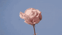 Rose Flower GIF - Rose Flower Blooming GIFs
