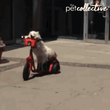 scooter riding dog moving around driving