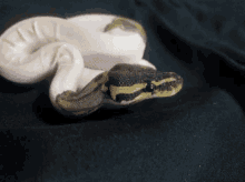 Snake Baby GIF