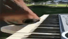 Piano Dog GIF - Piano Dog Funny GIFs