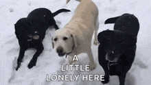 three dogs are standing in the snow and one of them is looking at the camera .