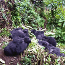 Chilling Searching For Rwandas Famed Mountain Gorillas GIF
