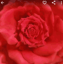 Blossoming Rose GIF - Blossoming Rose Flower GIFs