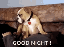 Good Night Pug GIF