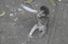 Kera Berpelukan GIF - Kera Monkey Bali GIFs