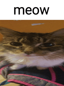 a close up of a cat with the word meow written above it