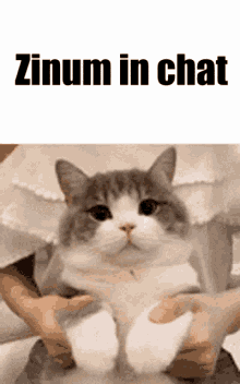 Zinum Zinum In Chat GIF - Zinum Zinum In Chat GIFs