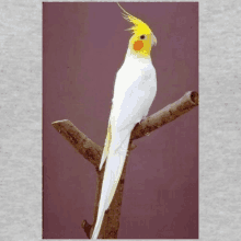 Cockatiel Birds GIF
