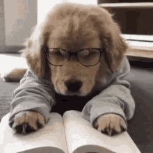 Dog Sleepy GIF - Dog Sleepy Studying GIFs
