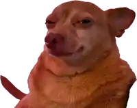 a close up of a brown dog with a red tail