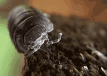 roly poly roly poly pill bug isopod