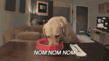 Jack Eatin' Dat Frood! GIF - Nom Dog Dog Food GIFs