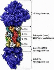 26s Proteasome GIF - 26s Proteasome GIFs