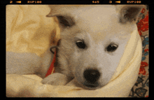 a white dog is laying on a blanket with the letters rup100 on the bottom