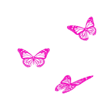 borboletas butterfly