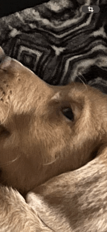 a close up of a dog laying on a bed with a black and white blanket in the background